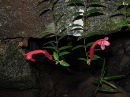Aeschynanthus radicans, flower close-up, Bukit Larut, Perak, Malaysia