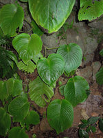 Monophyllaea elongata, branched individuals with successive phyllomorphs similar to the first macrocotyledon, Gua Tempurung, Perak, Malaysia
