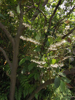 Sinojackia xylocarpa, flowering branch, Dayang Shan, Suzhou, China