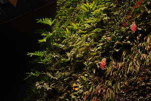 CapitaLand, Philodendron bipinnatifidum, Asplenium, Davallia, Medinilla, Pseudorhipsalis ramulosa, Mars 2011