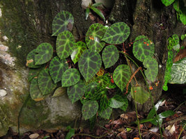Begonia kingiana on perhumid algae covered base of limestone cliff, Banjaran, Perak, Malaysia