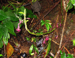 Codonoboea elata growing on earth bank, Bukit Larut, Perak, Malaysia
