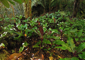 Amischotolype monosperma vegetative population, Banjaran, Perak, Malaysia