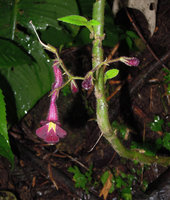 Codonoboea elata, Bukit Larut, Perak, Malaysia