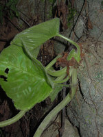 Monophyllaea elongata, cespitose habit with many new phyllomorphs arising from a pseudo collar base, Gua Tempurung, Perak, Malaysia