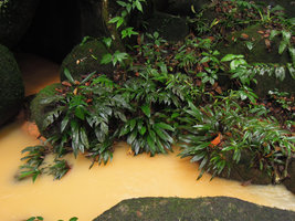 Rhaphidophora beccarii, rheophytic population of juvenile (entire leaves) and adult (pinnatisected leaves) stages, Sungei Salu FR, Perak, Malaysia