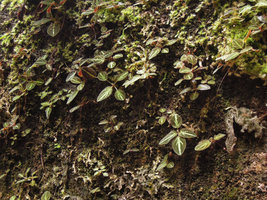 Sonerila griffithii population on a mossy rock, seen from above, Gunung Ledang, Johore, Malaysia
