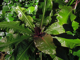 Amischotolype monosperma, leaf detail, Banjaran, Perak, Malaysia