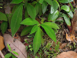 Codonoboea atrosanguinea, green iridescence, Lata Belantan, Trengganu, Malaysia