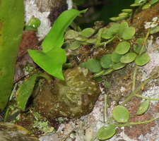 Myrmecodia tuberosa, young tuberous base,  Perak, Malaysia
