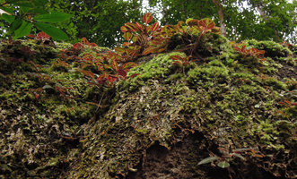 Sonerila griffithii population on a mossy rock, seen from under side, Gunung Ledang, Johore, Malaysia