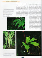 Etre plante à l&#039;ombre des forêts tropicales