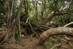 Patrick Blanc sur Brabejum stellatifolium, Proteaceae immortelle par enracinement des branches, Le Cap,  sept. 2010
