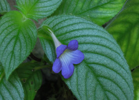 Microchirita caliginosa, flower close-up, Banjaran, Perak, Malaysia