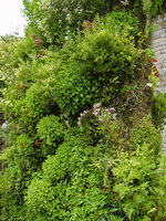Citadelle de Doullens, 13 ans après, un Mur de profil, mai 2010