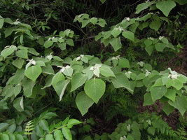 Mallotus apelta, silvery white refractive bracteal leaves surrounding the flower spike, Dayang Shan, Suzou, China