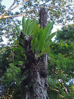 Scindapsus beccarii, epiphytic individuals, Cherating, Pahang, Malaysia