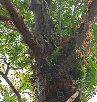 Aeschynanthus longicaulis (=A. marmoratus) epiphyte population  at Penang hill, Malaisie