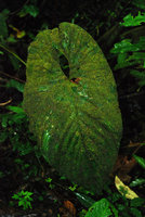 Anthurium leaf covered with epiphyllous algae, mosses and liverworts, Tenorio, Costa Rica