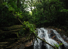 Guzmania epiphytes sur liane, Sierra do Mar, Brésil