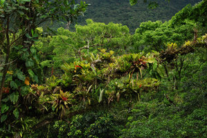 Philodendron, Anthurium, Clusia, Rhipsalis and Bromeliaceae epiphytes, Sierra do Mar, Brésil