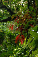 Begonia épiphyte, Sierra do Mar, Brésil