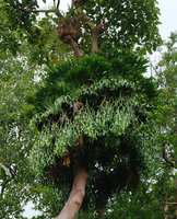 Platycerium coronarium, Chantaburi, Thailand