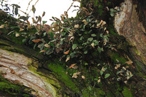 Pyrrosia, Hangzhou, Chine