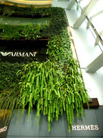 Siam Paragon, Nephrolepis