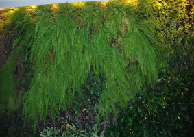 Salons Qantas, Melbourne, Nephrolepis