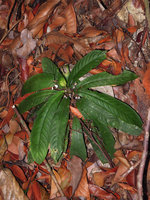 Codonoboea salicinoides on forest understory slope habitat, Bukit Bauk, Trengganu, Malaysia