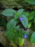 Microchirita caliginosa, silver leaved individuals, Banjaran, Perak, Malaysia