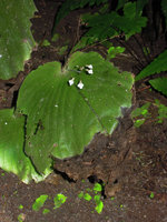 Monophyllaea hirticalyx exhibiting necrosis of the apical part of the cotyledonary leaf during the dry season, cave entrance, Perak, Malaysia