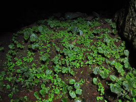 Monophyllaea hirticalyx, the green iridescence of seedlings disappears in mature individuals, cave entrance, Perak, Malaysia