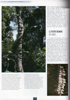 Etre plante à l&#039;ombre des forêts tropicales