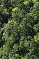 Abies delavayi ssp. fansipanensis, Mt Fansipan, Vietnam