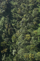 Abies delavayi ssp. fansipanensis, population at 2700 m asl, Mt Fansipan, Vietnam
