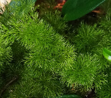 Abrodictyum pluma, highly dissected moss like fronds, Imbu Rano, Kolombangara, Solomon Islands