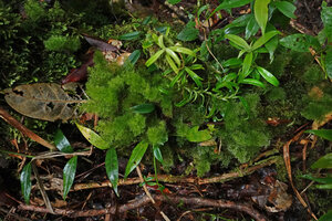 Abrodictyum pluma in its forest understory habitat, Imbu Rano, Kolombangara, Solomon Islands