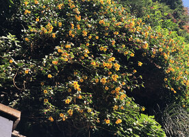 Abutilon Kentish Bell blooming at Oasis d'Aboukir, Sept. 2021