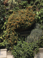 Abutilon Kentish Bell, Oasis d'Aboukir, Paris, May 2020