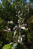 Abutilon longicuspe flowering at forest edge, Simien NP, 2800 m asl, Ethiopia