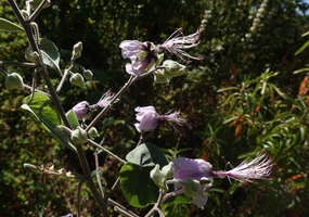 Abutilon longicuspe, flowers, Simien NP, Ethiopia