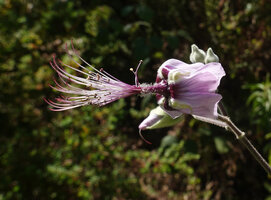 Abutilon longicuspe, stamens, Simien NP, Ethiopia