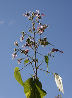 Abutilon longicuspe, terminal paniculate inflorescence, Simien NP, 2800 m asl, Ethiopia