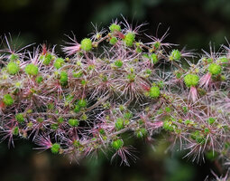 Acalypha paniculata, female flowers with bright green ovaries covered by glandular hairs and filiform pink stigmas, way to Amani, 500 m asl, East Usambara Mts, Tanzania