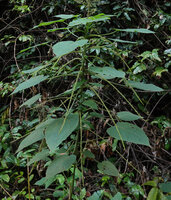 Acalypha paniculata, male axillary spikes all along the leafy part of the unique stem, way to Amani, 500 m asl, East Usambara Mts, Tanzania
