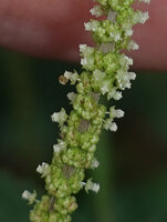 Acalypha paniculata, male flowers close up, way to Amani, 500 m asl, East Usambara Mts, Tanzania