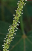 Acalypha paniculata, male flowers, way to Amani, 500 m asl, East Usambara Mts, Tanzania