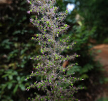 Acalypha paniculata, part of the apical panicle of female flowers, way to Amani, 500 m asl, East Usambara Mts, Tanzania